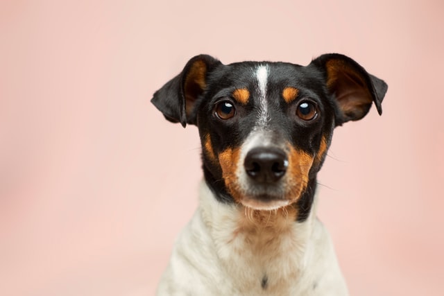 Een nieuwe hondenriem koop je bij Hondenmagazijn